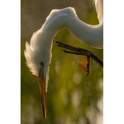 Florida Profile of great egret Black Modern Wood Framed Art Print by Illg, Cathy and Gordon