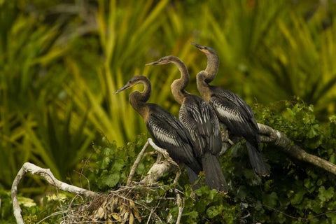 FL, Orange Co Three anhinga chicks on tree limb White Modern Wood Framed Art Print with Double Matting by Illg, Cathy and Gordon