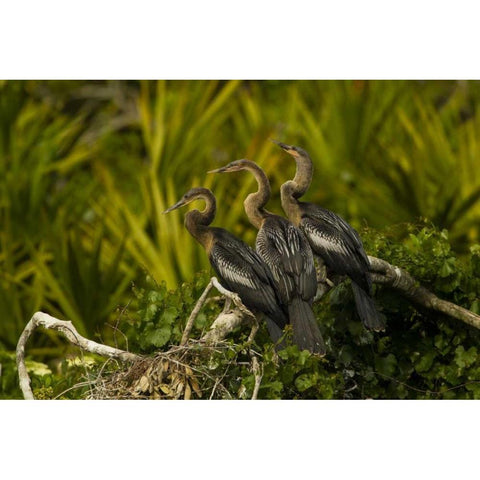 FL, Orange Co Three anhinga chicks on tree limb Black Modern Wood Framed Art Print with Double Matting by Illg, Cathy and Gordon