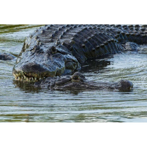 FL, Male alligator displays courtship behavior Black Modern Wood Framed Art Print with Double Matting by Illg, Cathy and Gordon