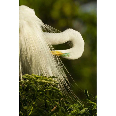 USA, Florida Great egret preening Black Modern Wood Framed Art Print by Illg, Cathy and Gordon