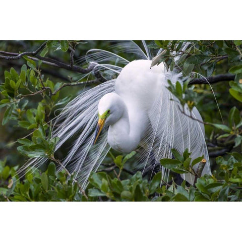 FL, Anastasia Is Great egret in breeding plumage Black Modern Wood Framed Art Print by Illg, Cathy and Gordon