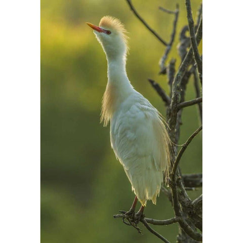 Florida Cattle egret in breeding plumage White Modern Wood Framed Art Print by Illg, Cathy and Gordon