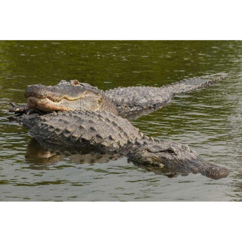 FL, Male alligator displays courtship behavior Black Modern Wood Framed Art Print by Illg, Cathy and Gordon