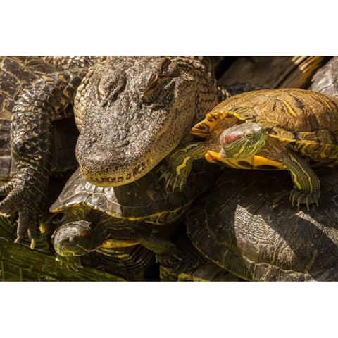 FL, Alligator and red slider turtles basking Black Modern Wood Framed Art Print by Illg, Cathy and Gordon