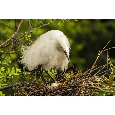 FL, Anastasia Island Snowy egret eyes egg Gold Ornate Wood Framed Art Print with Double Matting by Illg, Cathy and Gordon