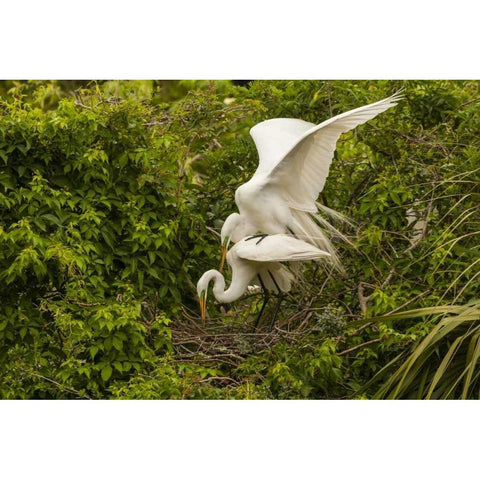 FL, Anastasia Is Great egret pair mating at nest Black Modern Wood Framed Art Print with Double Matting by Illg, Cathy and Gordon