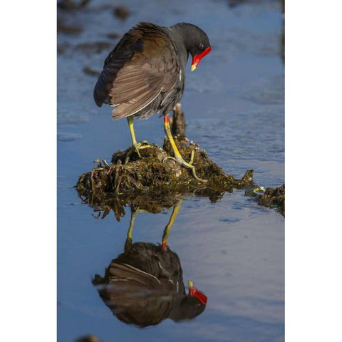 FL, Green Cay Common moorhen reflects in water Black Modern Wood Framed Art Print by Illg, Cathy and Gordon