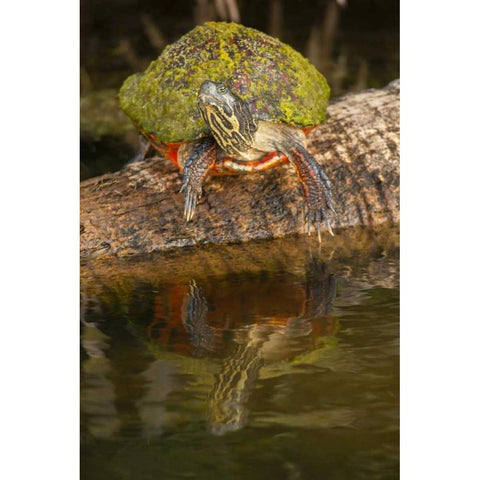 Florida Florida red-bellied turtle on log Black Modern Wood Framed Art Print by Illg, Cathy and Gordon