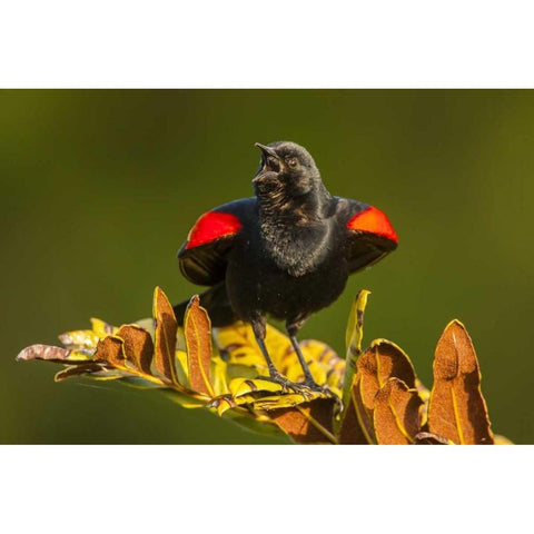 FL, Green Cay, Red-winged blackbird singing White Modern Wood Framed Art Print by Illg, Cathy and Gordon