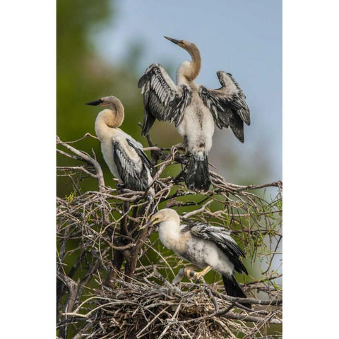 FL, Green Cay, Three anhinga chicks at nest Black Modern Wood Framed Art Print by Illg, Cathy and Gordon