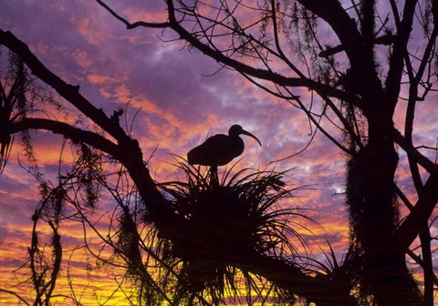 USA, Florida Ibis on nest at sunset White Modern Wood Framed Art Print with Double Matting by Rotenberg, Nancy