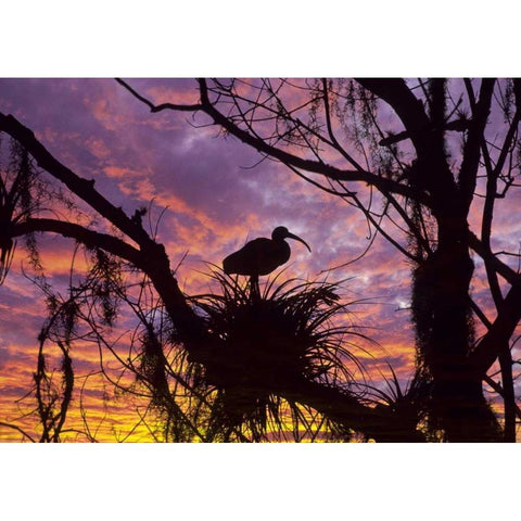 USA, Florida Ibis on nest at sunset Gold Ornate Wood Framed Art Print with Double Matting by Rotenberg, Nancy