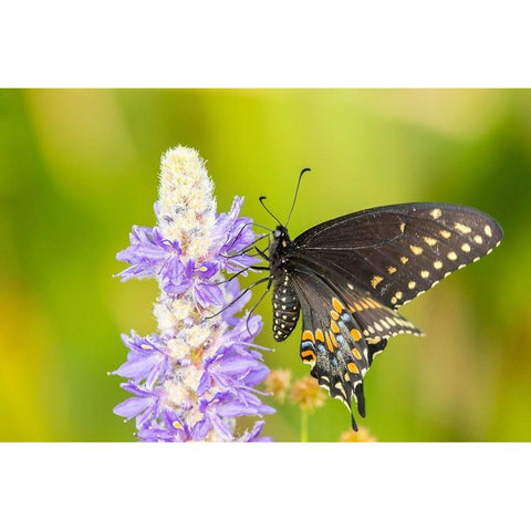 Florida-Orlando Wetlands Park Eastern black swallowtail butterfly on flower Black Modern Wood Framed Art Print by Jaynes Gallery