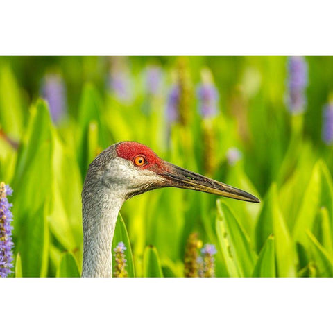 Florida-Orlando Wetlands Park Sandhill crane adult in blooming pickerel weed White Modern Wood Framed Art Print by Jaynes Gallery
