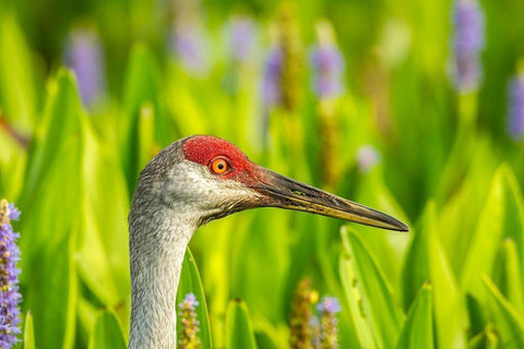 Florida-Orlando Wetlands Park Sandhill crane adult in blooming pickerel weed White Modern Wood Framed Art Print with Double Matting by Jaynes Gallery