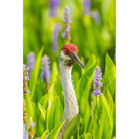 Florida-Orlando Wetlands Park Sandhill crane adult in blooming pickerel weed Black Modern Wood Framed Art Print by Jaynes Gallery