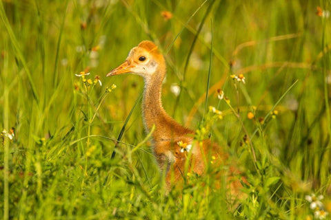 Florida-Orlando Wetlands Park Sandhill crane colt close-up White Modern Wood Framed Art Print with Double Matting by Jaynes Gallery