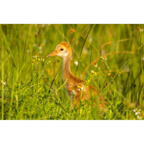 Florida-Orlando Wetlands Park Sandhill crane colt close-up Black Modern Wood Framed Art Print by Jaynes Gallery