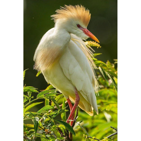 Florida-Anastasia Island Cattle egret in breeding plumage Black Modern Wood Framed Art Print by Jaynes Gallery
