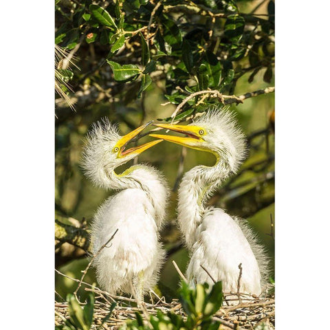 Florida-Anastasia Island-Alligator Farm Great egret chicks on nest Black Modern Wood Framed Art Print by Jaynes Gallery