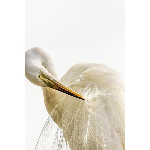 Florida-Anastasia Island-Alligator Farm Great egret preening his breeding plumage Black Modern Wood Framed Art Print by Jaynes Gallery