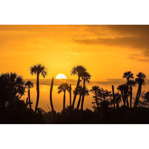 Florida-Orlando Wetlands Park Palm trees silhouetted at sunrise Black Modern Wood Framed Art Print by Jaynes Gallery