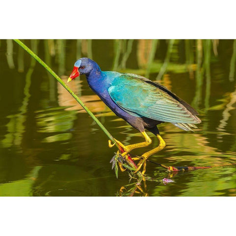 Florida-Wakodahatchee Wetlands Purple gallinule foraging for nesting material White Modern Wood Framed Art Print by Jaynes Gallery