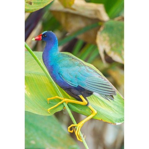 Florida-Wakodahatchee Wetlands Purple gallinule close-up White Modern Wood Framed Art Print by Jaynes Gallery