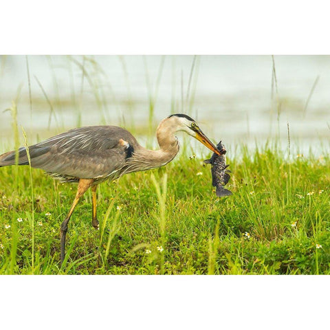 Florida-Lake Apopka Great blue heron with fish catch Gold Ornate Wood Framed Art Print with Double Matting by Jaynes Gallery
