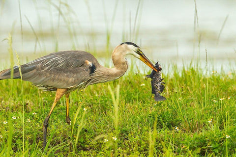 Florida-Lake Apopka Great blue heron with fish catch White Modern Wood Framed Art Print with Double Matting by Jaynes Gallery