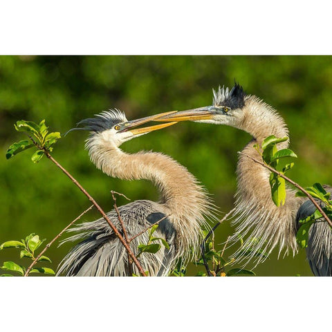 Florida-Wakodahatchee Wetlands Great blue herons in mating behavior Black Modern Wood Framed Art Print by Jaynes Gallery