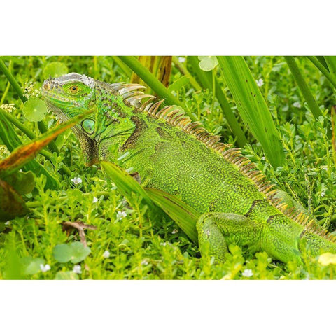 Florida-Wakodahatchee Wetlands Green iguana close-up Gold Ornate Wood Framed Art Print with Double Matting by Jaynes Gallery