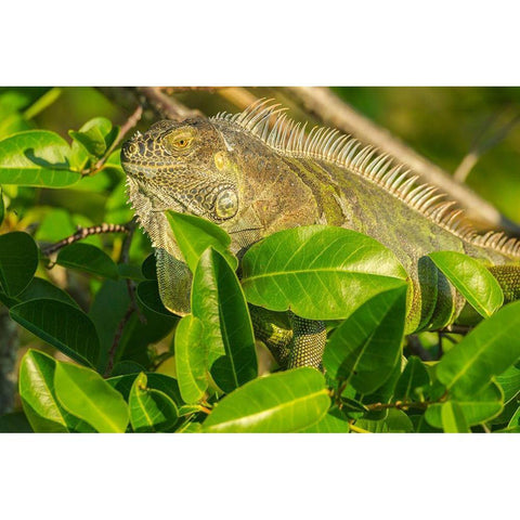 Florida-Wakodahatchee Wetlands Green iguana close-up White Modern Wood Framed Art Print by Jaynes Gallery