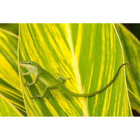 Florida-Anastasia Island-Alligator Farm Green anole on leaf Black Modern Wood Framed Art Print by Jaynes Gallery