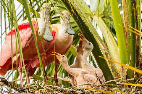Florida-Anastasia Island-Alligator Farm Roseate spoonbill chick and parents on nest White Modern Wood Framed Art Print with Double Matting by Jaynes Gallery