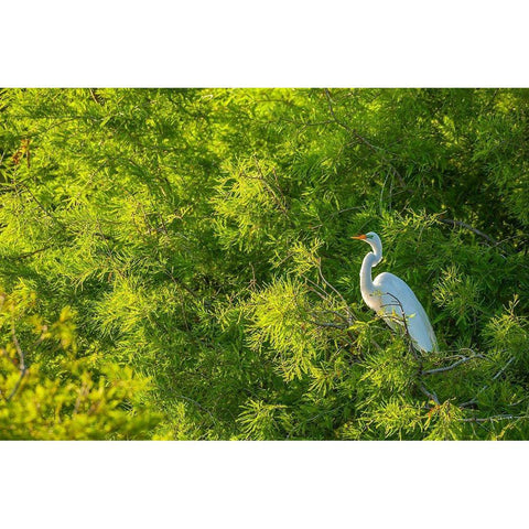 Florida-Anastasia Island Great egret in tree foliage Black Modern Wood Framed Art Print by Jaynes Gallery