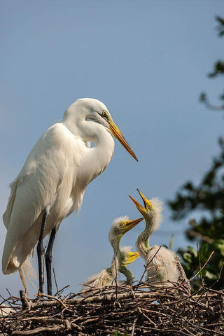 Florida-Anastasia Island Great egret parent feeding chicks on nest Black Ornate Wood Framed Art Print with Double Matting by Jaynes Gallery