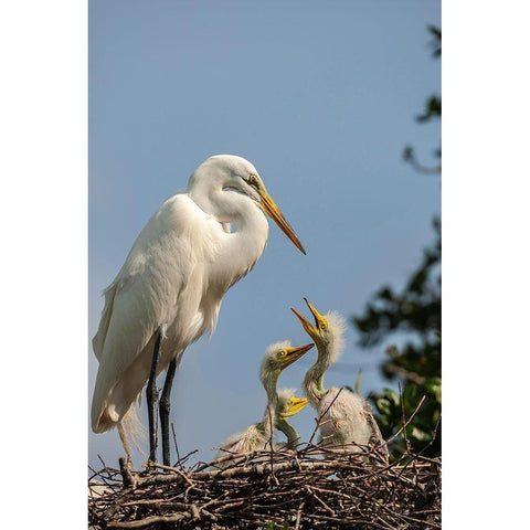 Florida-Anastasia Island Great egret parent feeding chicks on nest Black Modern Wood Framed Art Print by Jaynes Gallery