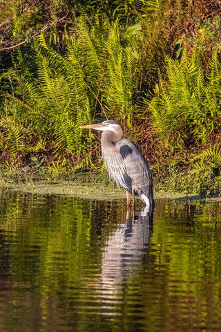 USA-Florida-Celebration-A grey heron enjoying the morning sun White Modern Wood Framed Art Print with Double Matting by Looney, Hollice
