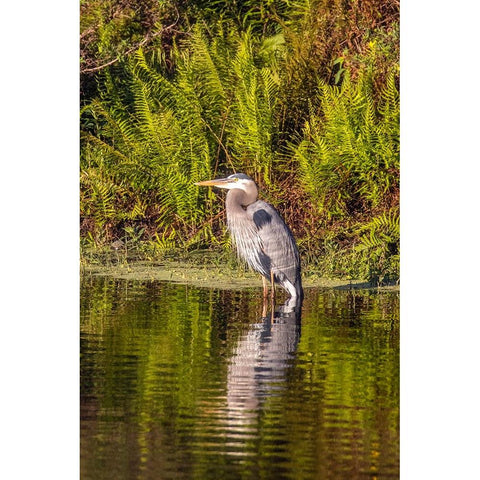 USA-Florida-Celebration-A grey heron enjoying the morning sun Black Modern Wood Framed Art Print by Looney, Hollice