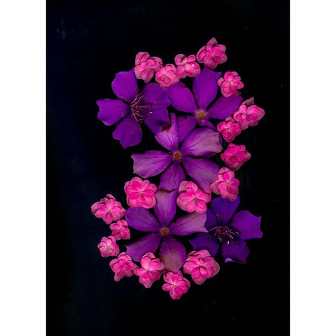 USA-Florida-Celebration-A bouquet of flowers Black Modern Wood Framed Art Print by Looney, Hollice