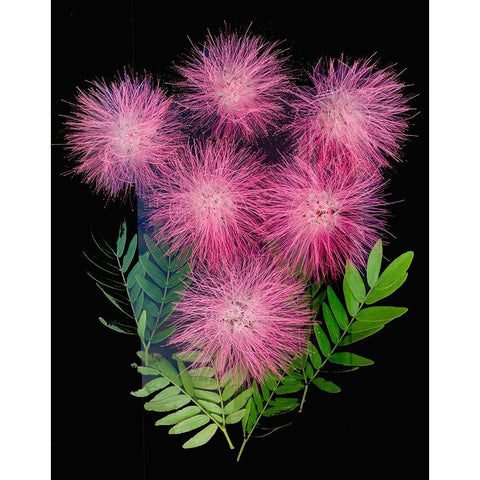 USA-Florida-Celebration-A bouquet of pink powderpuff flowers Black Modern Wood Framed Art Print with Double Matting by Looney, Hollice