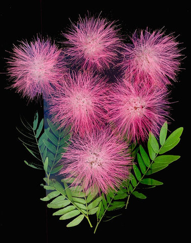 USA-Florida-Celebration-A bouquet of pink powderpuff flowers Black Ornate Wood Framed Art Print with Double Matting by Looney, Hollice