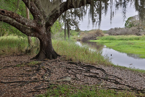 USA-Florida-Sarasota-Myakka River State Park White Modern Wood Framed Art Print with Double Matting by Looney, Hollice