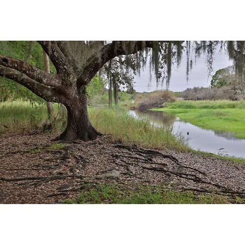 USA-Florida-Sarasota-Myakka River State Park Black Modern Wood Framed Art Print by Looney, Hollice