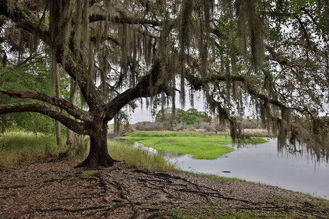 USA-Florida-Sarasota-Myakka River State Park White Modern Wood Framed Art Print with Double Matting by Looney, Hollice