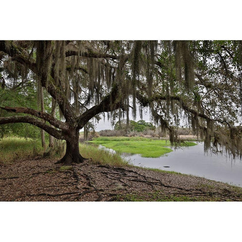 USA-Florida-Sarasota-Myakka River State Park Black Modern Wood Framed Art Print by Looney, Hollice