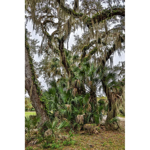 USA-Florida-Sarasota-Myakka River State Park Black Modern Wood Framed Art Print by Looney, Hollice