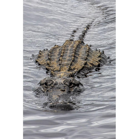 USA-Florida-Sarasota-An Alligator at Myakka River State Park Black Modern Wood Framed Art Print by Looney, Hollice